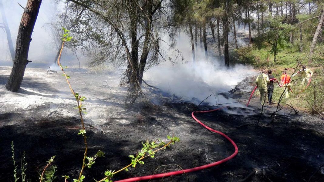 Edirne'de yangında 5 dönümlük alan zarar gördü