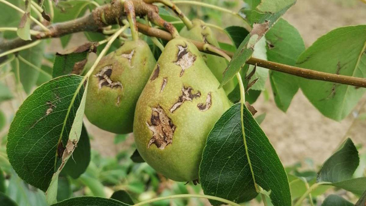 İnegöllü çiftçiyi dolu vurdu; 20 milyon TL zarar