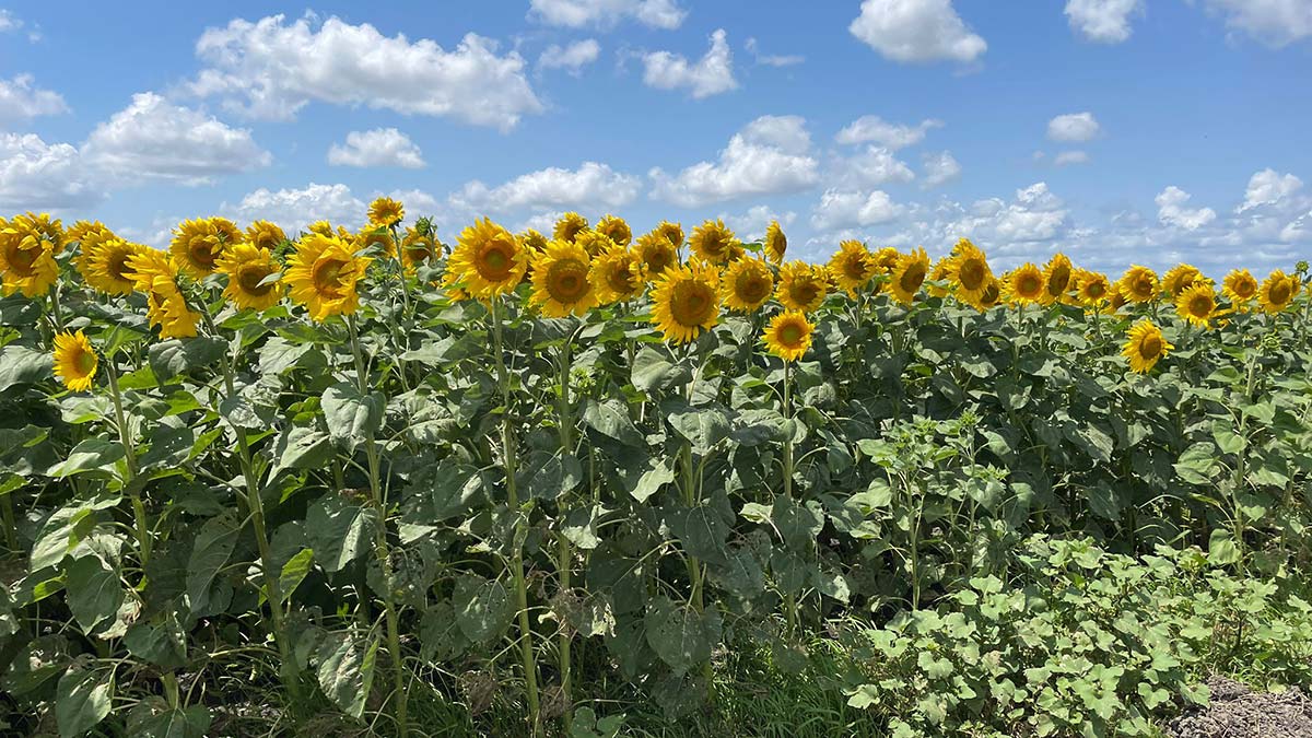 Çatalca'daki ayçiçeği tarlaları da çayır tırtılı istilasından zarar gördü. Tırtıllar çiftçilerin traktörlerini bile sardı. Yeşil yapraklarını yiyerek ayçiçeğin gelişimini engelleyen çayır tırtılları, tarlalara önemli ölçüde zarar verdi.