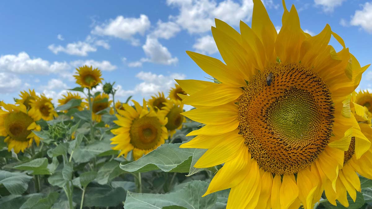 Çatalca'da çayır tırtılı istilası
