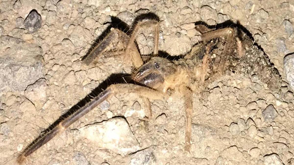 Sarıkız cinsi örümcekler endişe yarattı