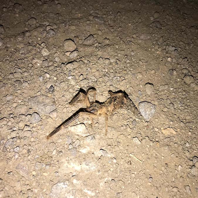 Sarıkız cinsi örümcekler endişe yarattı