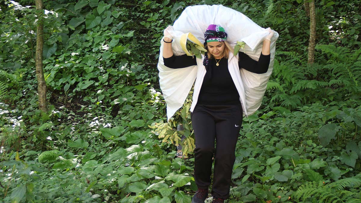 Kooperatifçi kadınlar 2 ton ıhlamur siparişi aldı