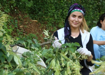 Kooperatifçi kadınlar 2 ton ıhlamur siparişi aldı