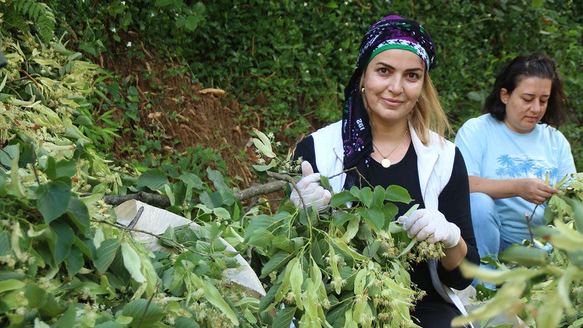 Kooperatifçi kadınlar 2 ton ıhlamur siparişi aldı