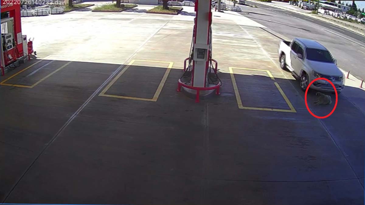 Yerde yatan köpeği ezdi, 2 bin TL cezaya çarptırıldı