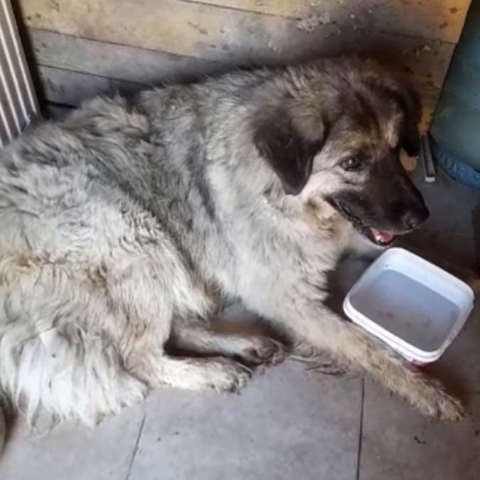 Yalova'da yabancı uyruklu A.H.’nin (22), kamyonetiyle yolunu değiştirerek, yerde yatan köpeği ezdi, ezme anı güvenlik kamerasına yansıdı.