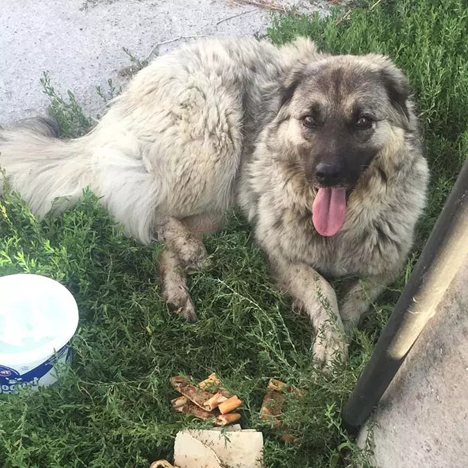 Yerde yatan köpeği ezdi, 2 bin tl cezaya çarptırıldı