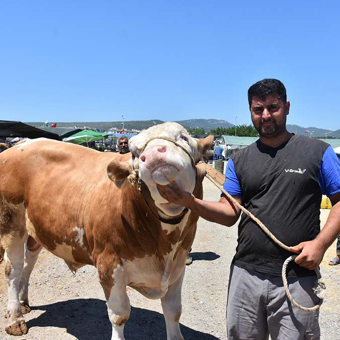 Toros Kaplanı isimli boğa 67 bin TL'ye satıldı