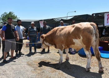 Toros Kaplanı isimli boğa 67 bin TL'ye satıldı