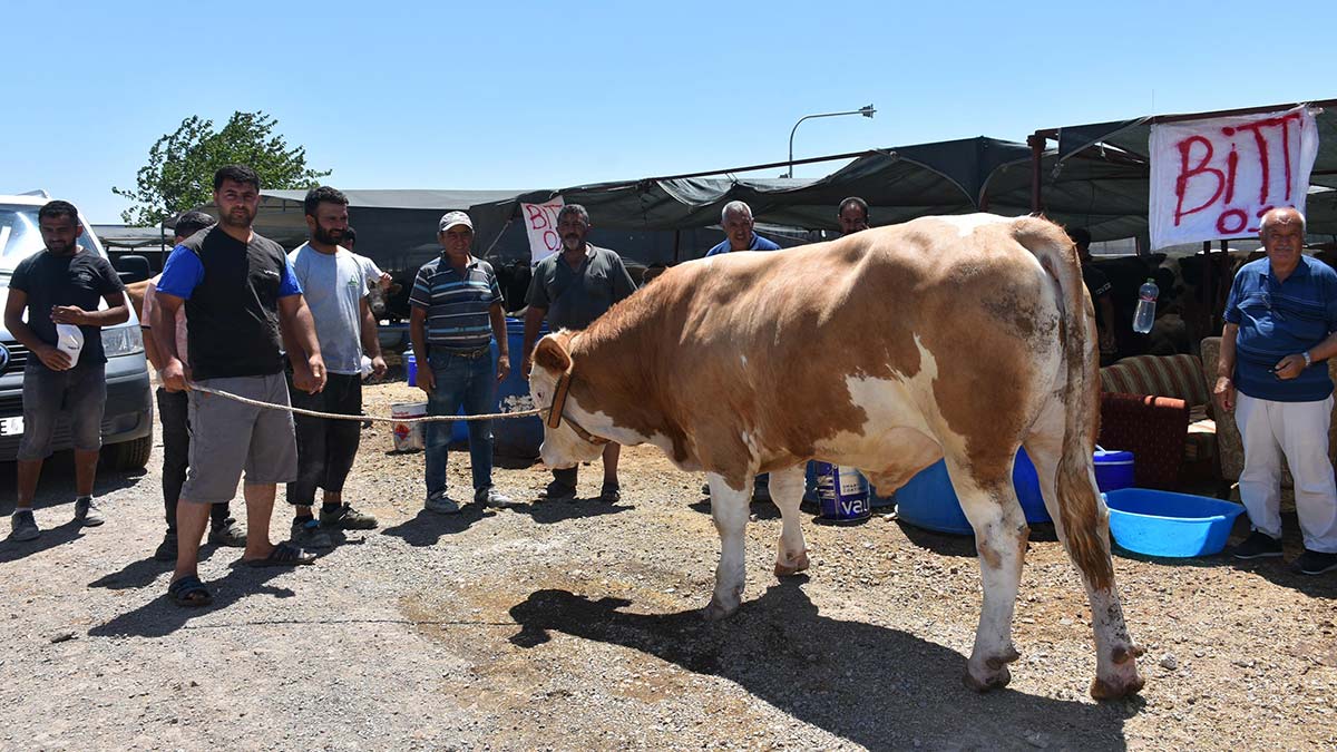 Toros Kaplanı isimli boğa 67 bin TL'ye satıldı