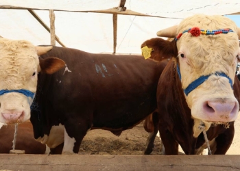 Kurban pazarları ulaşım maliyetlerinin kurbanı oldu