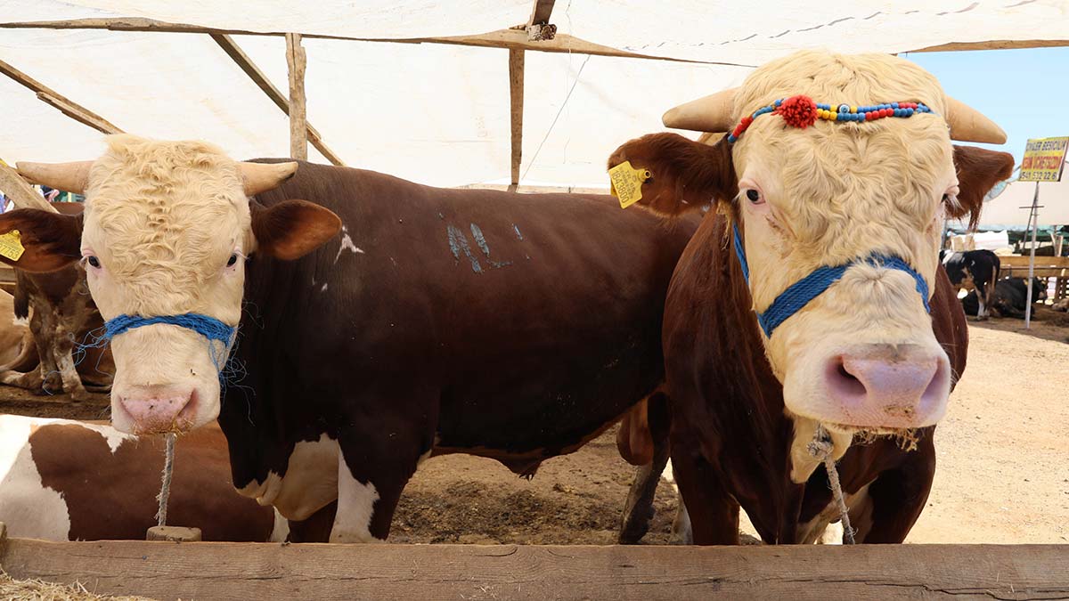 Kurban pazarları ulaşım maliyetlerinin kurbanı oldu