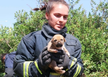 7 yavru köpek kuyuya düştü