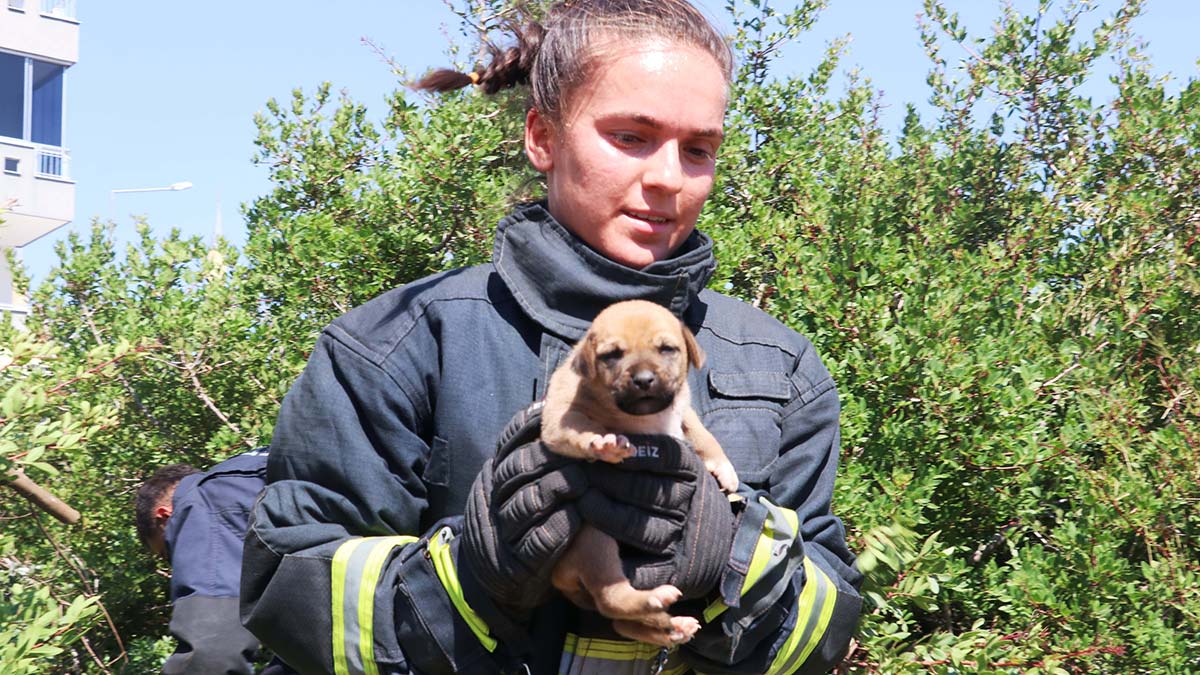 7 yavru köpek kuyuya düştü