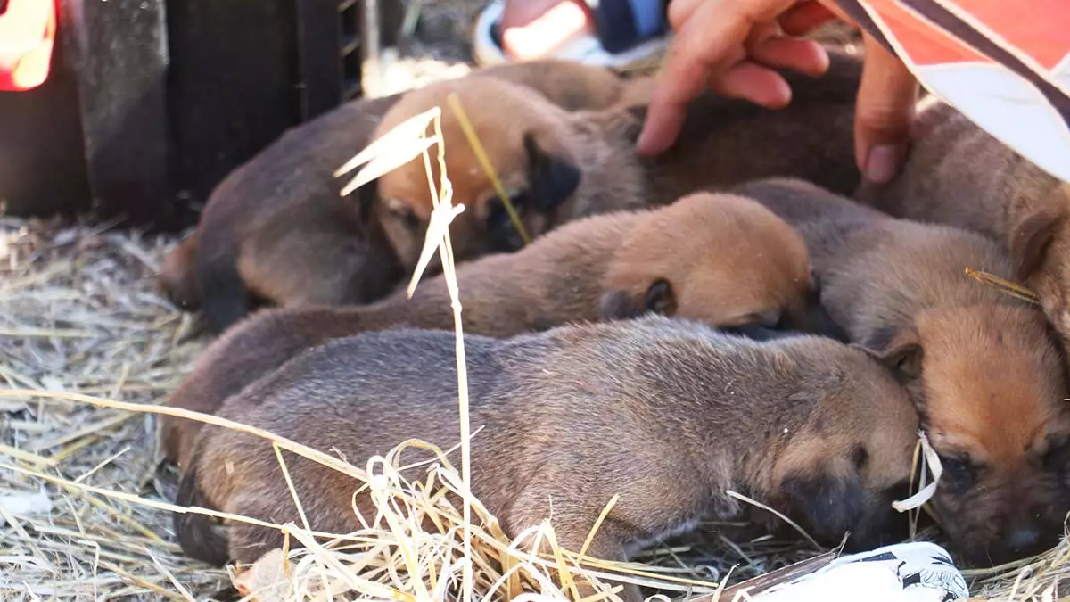 7 yavru köpek kuyuya düştü