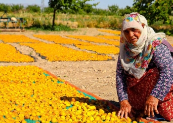Malatya'da kayısı hasadı; 20 bin mevsimlik işçi çalışıyor