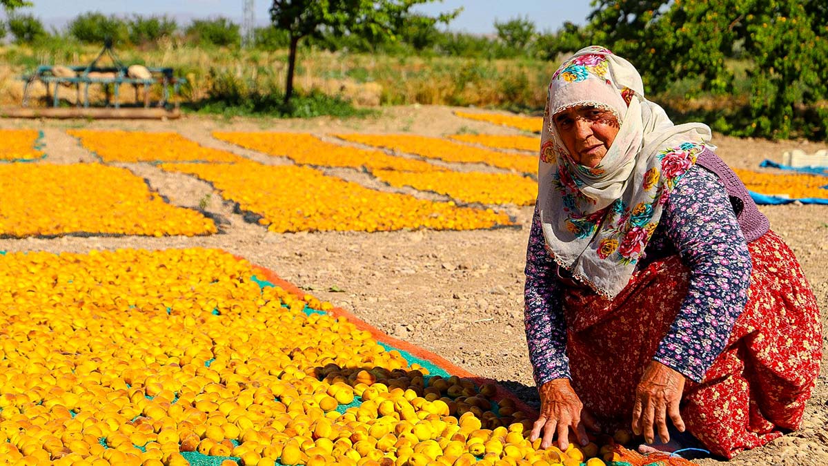 Malatya'da kayısı hasadı; 20 bin mevsimlik işçi çalışıyor