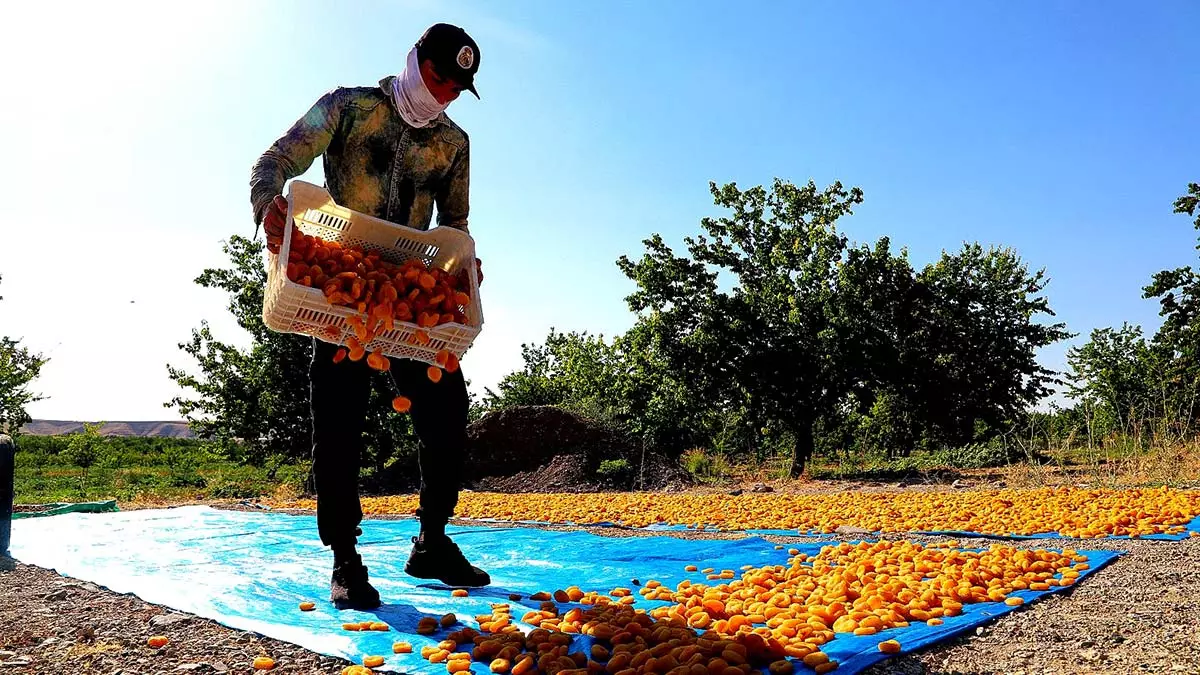 Malatya'da kayısı hasadı 20 bin mevsimlik işçi ile devam ediyor. Kalitesine göre kilosu 80 ile 140 lira arasında değişen kayısıda bu yıl 336 bin 782 ton rekolte bekleniyor.