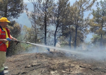 Manisa'da 2 hektar kızılçam ormanı yandı
