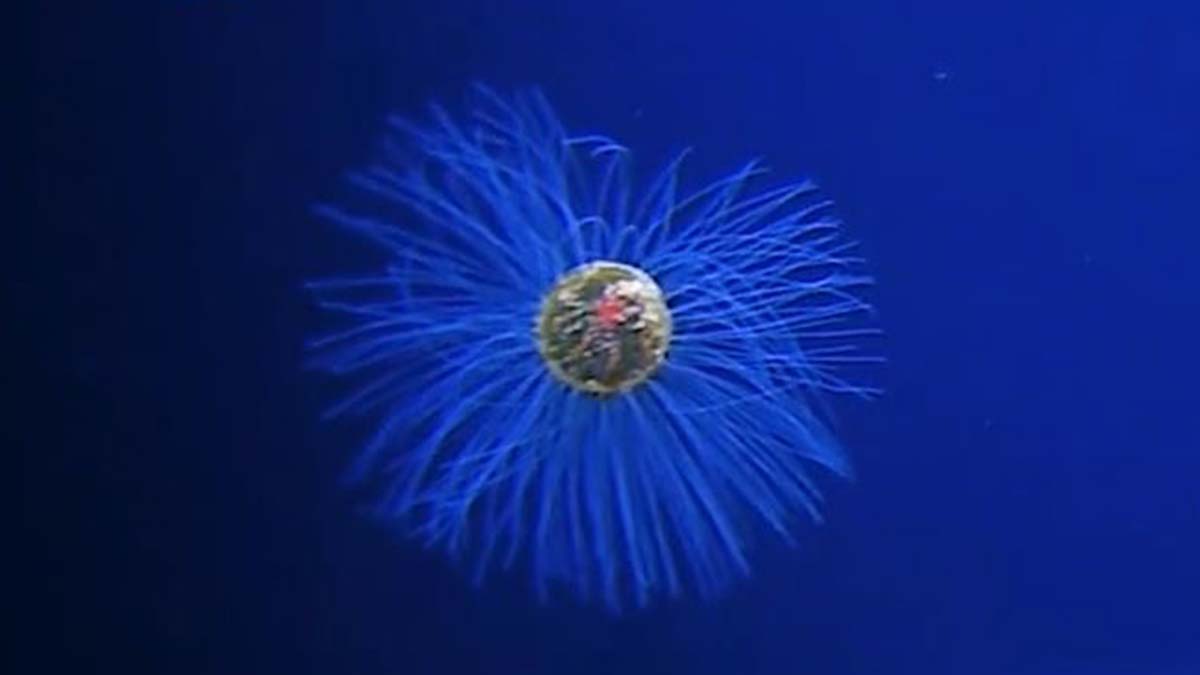 Okyanusta nadir rastlanan bir deniz anası görüldü