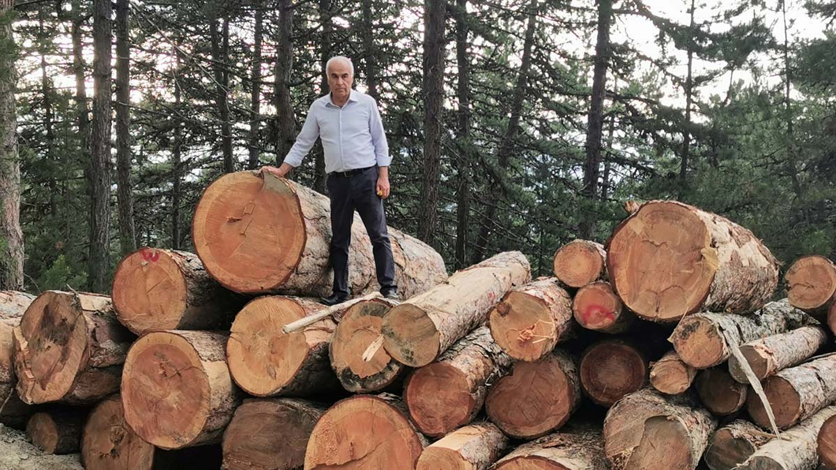 Kesilen ağaçlar ekonomik ömrünü tamamlamıştır