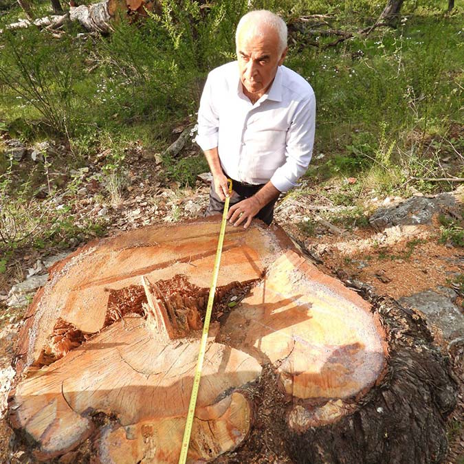 Orman Genel Müdürü Bekir Karacabey, 50'ye yakın anıt ağacın kesildiği iddiası ile ilgili "Kesilen ağaçlar ekonomik ömrünü tamamlamıştır" açıklaması yaptı.
