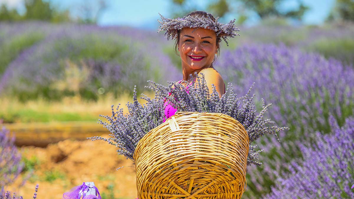 'Ota kim bakar' denilen lavanta bahçeleri gelir kapısı oldu