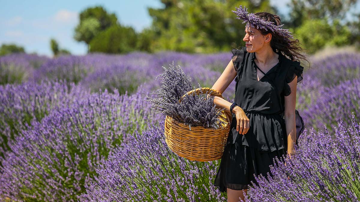 Fransa'dan getirilerek Isparta'nın Keçiborlu ilçesine bağlı Kuyucak köyüne dikilen, ilk yıllarda 'Ota kim bakar' denilen lavanta bahçeleri, köy halkının gelir kapısı oldu.