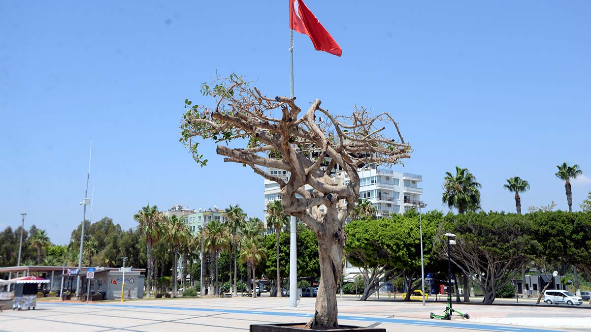 Yarım asırlık kauçuk ağacını asit enjekte edip kuruttular