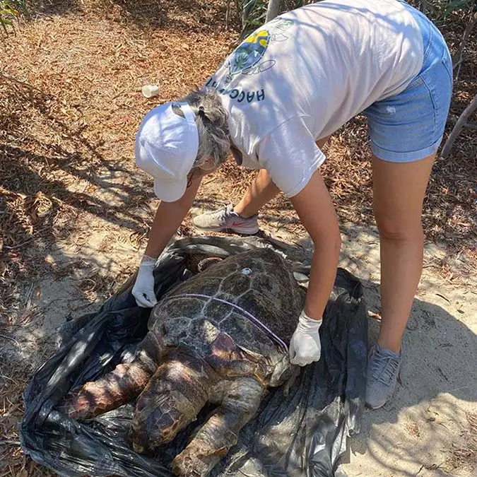 Antalya'nın kaş ilçesi patara sahilinde plastiklerden bağırsakları tıkanana caretta caretta cinsi deniz kaplumbağası ölü bulundu.