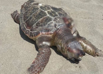 Plastiklerden bağırsakları tıkanana caretta öldü