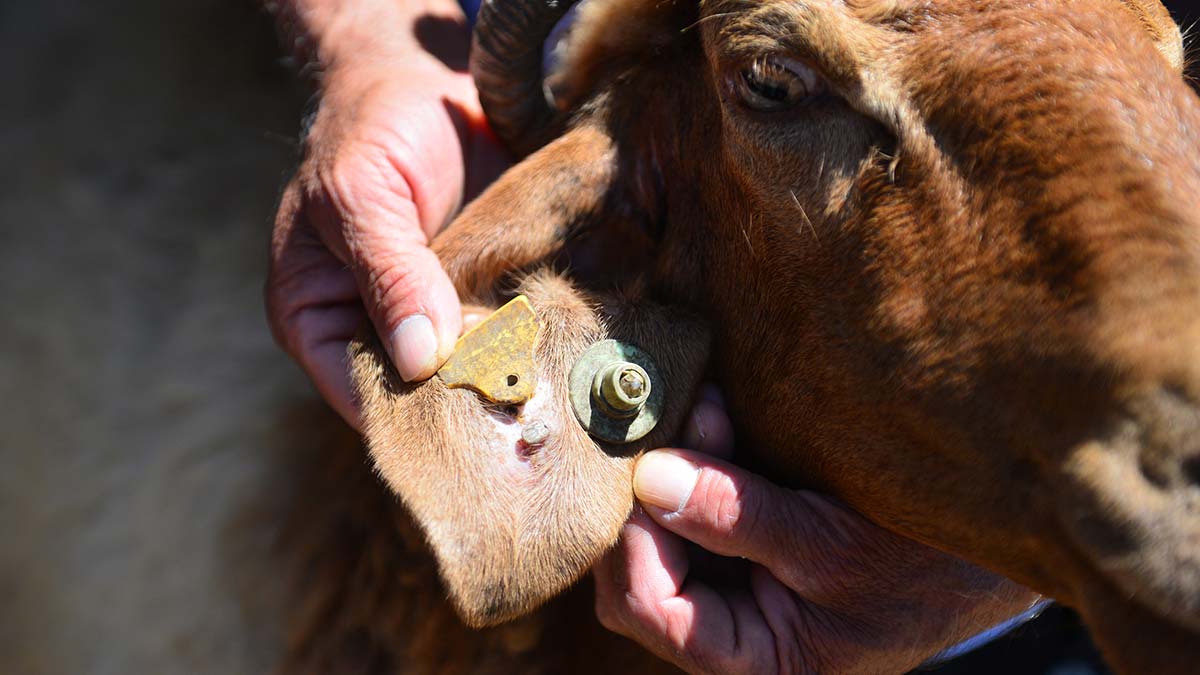 Keneyi Japon yapıştırıcısı ile çıkarmaya çalışanlar var