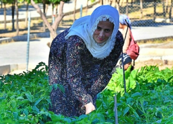 Kadifekale Mahalle Bostanı'nda ilk ürün