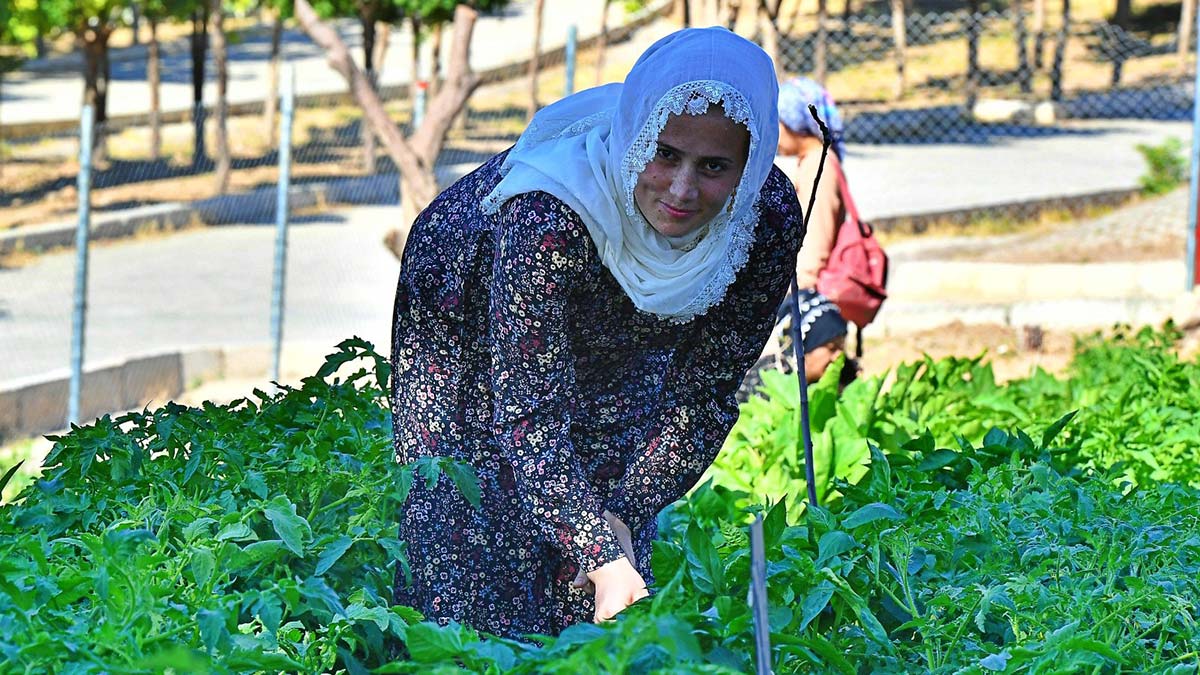 Kadifekale Mahalle Bostanı'nda ilk ürün