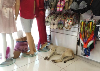 Sokak hayvanları bunaltıcı sıcaklardan etkilendi