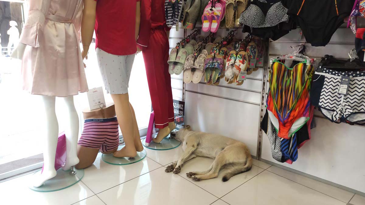 Sokak hayvanları bunaltıcı sıcaklardan etkilendi