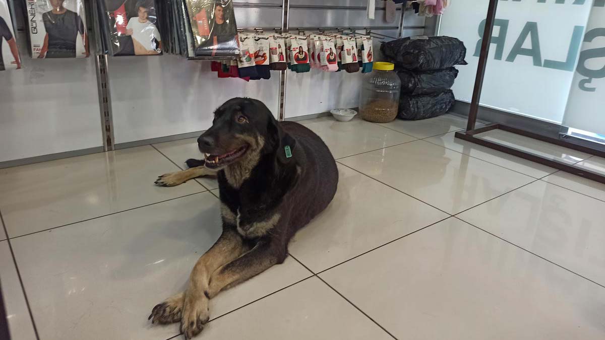 Hatay'ın İskenderun ilçesinde nemle birlikte hissedilen sıcaklığın 45 dereceye ulaşması yaşamı olumsuz yönde etkiledi. Sokak hayvanları bunaltıcı sıcaklardan etkilenince 2 sokak köpeği, kapısı açık olan bir giyim mağazasına girdi.