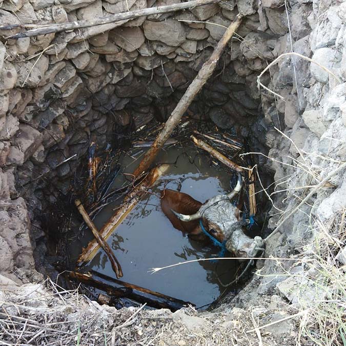 İnek su kuyusuna düştü, itfaiye kurtardı