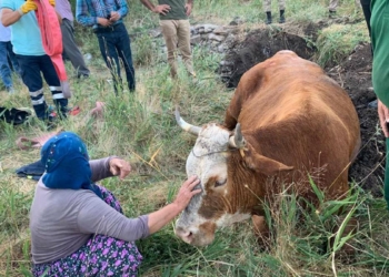 İnek su kuyusuna düştü, itfaiye kurtardı