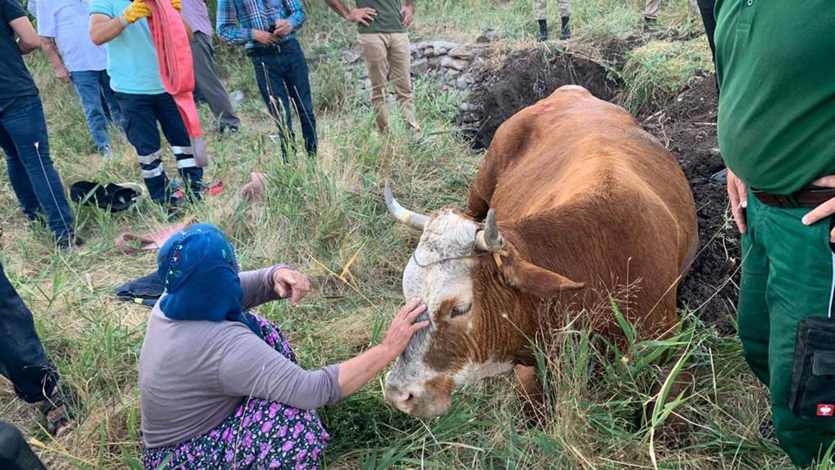 İnek su kuyusuna düştü, itfaiye kurtardı