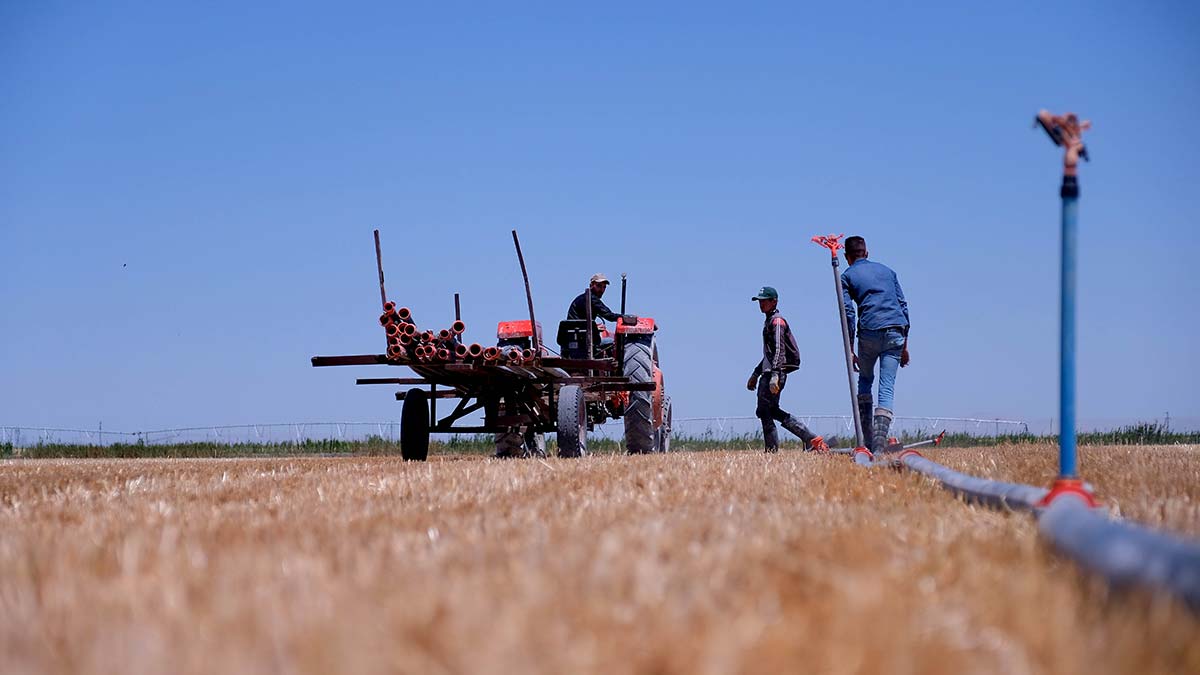 Selçuk Üniversitesi Ziraat Fakültesi Öğretim Üyesi Prof. Dr. Süleyman Soylu, “Çiftçimizin maliyetleri çok yükseldi. Çiftçi ürettiğinin karşılığını alamazsa üretimin sürdürülebilirliği azalıyor" dedi.