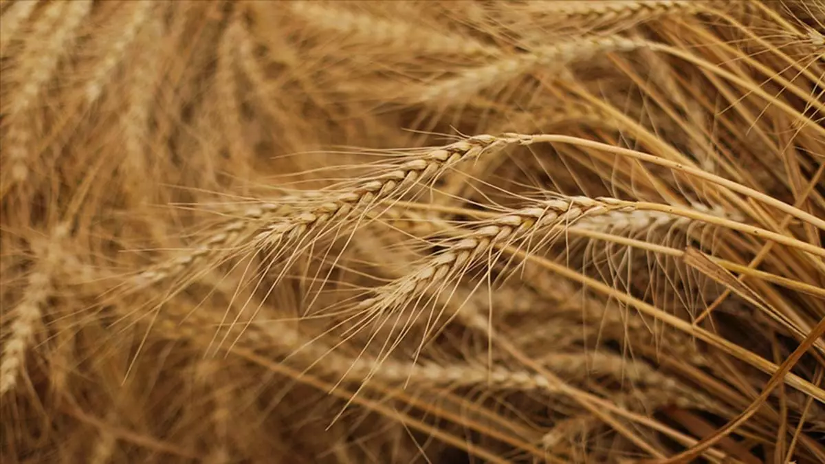 Msb'den tahıl sevkiyatı açıklaması