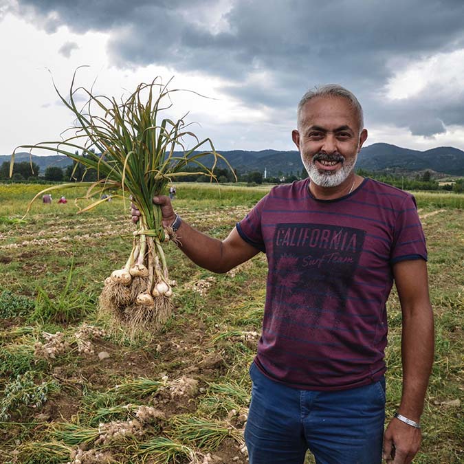 Taşköprü sarımsağında hasat dönemi başladı