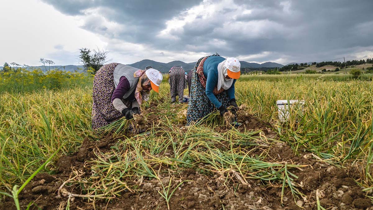 Taşköprü sarımsağında hasat dönemi başladı