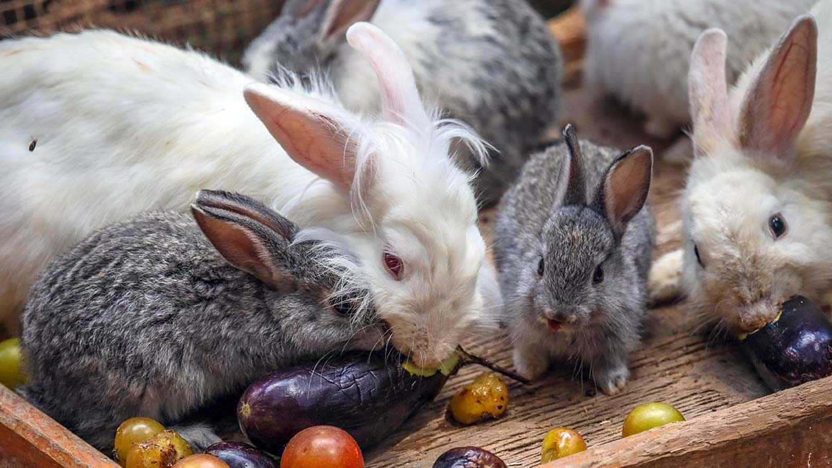 Ev ortamında tavşanlar evcilleştirilemez