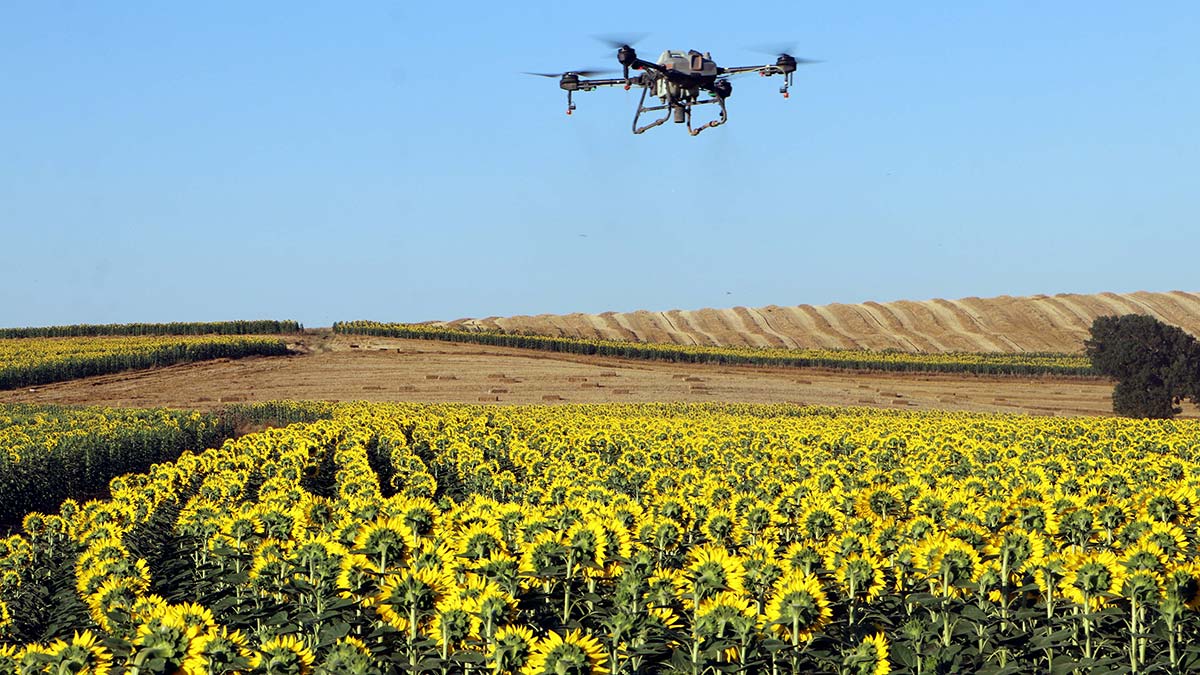 Çayır tırtılı ile dronlu mücadele