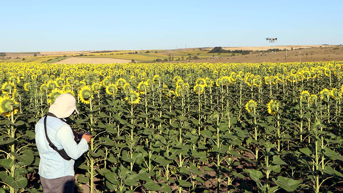 Çayır tırtılı ile dronlu mücadele