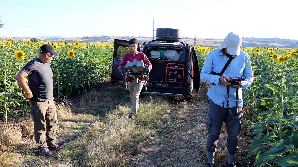 Trakya'da ayçiçeği tarlalarını istila eden ‘çayır tırtılı’ zararlısına karşı, Tarım ve Orman Bakanlığı’nın desteğiyle havadan dronla ilaçlama yapılarak gece-gündüz mücadele ediliyor.
