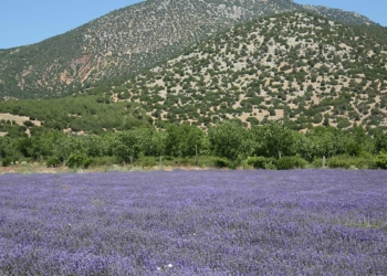 20 bin dekar alanda lavanta üretiliyor